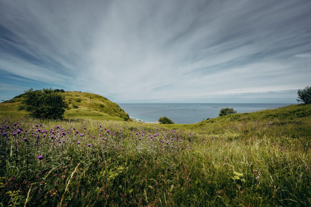 Flower field on Mones, Vigra